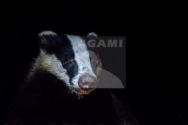 European Badger (Meles meles) at night in the Netherlands. stock-image by Agami/Hans Germeraad,