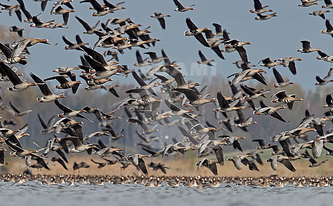 Large flock of Greater White-fronted Geese (Anser albifrons) and Taiga Bean Geese (Anser fabalis) at a spring staging area in Latvia. stock-image by Agami/Markus Varesvuo,