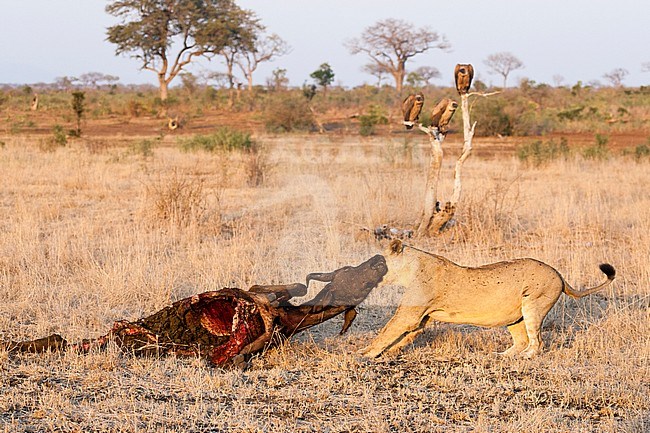 Lion (Panthera Leo) female moving African Buffalo (Syncerus caffer) carcass at Kruger National Park in summer stock-image by Agami/Caroline Piek,