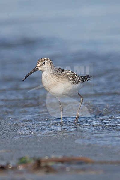 Krombekstrandloper onvolwassen, Curlew Sandpiper immature stock-image by Agami/Hugh Harrop,