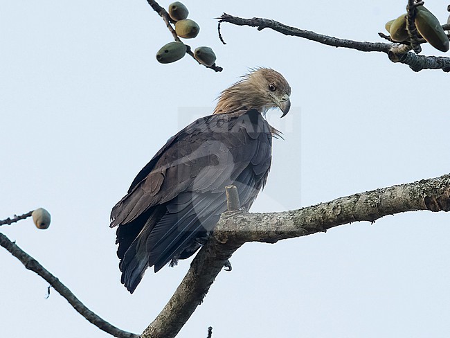 Side view of an adult Pallas's Fish Eagle (Haliaeetus leucoryphus). India, Asia stock-image by Agami/Markku Rantala,