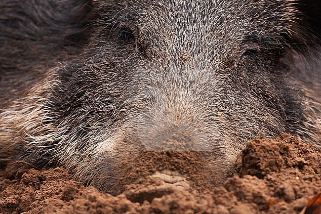 Portrait of Wild Boar (Sus scrofa) resting stock-image by Agami/Caroline Piek,
