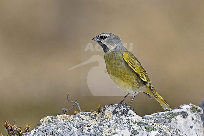 Male White-bridled Finch, Melanodera melanodera, on the Falkland islands. stock-image by Agami/Pete Morris,