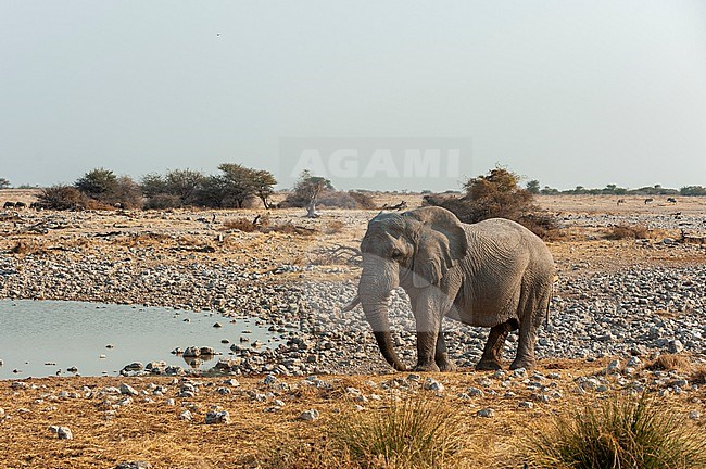 An elephant, Loxodonta africana, stands on the rocky shoreline of a waterhole in a savanna. Etosha National Park, Namibia. stock-image by Agami/Sergio Pitamitz,