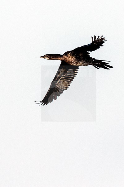 Pygmy Cormorant (Microcarbo pygmaeus) at the Bulgarian coast during autumn migration. stock-image by Agami/Marc Guyt,