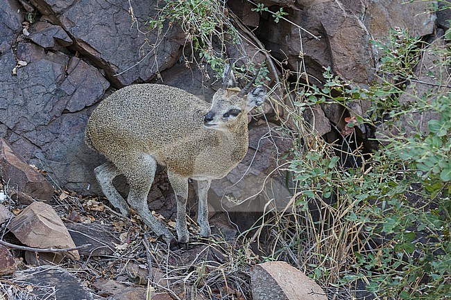 Klipspringer (Oreotragus oreotragus) in South Africa. stock-image by Agami/Pete Morris,