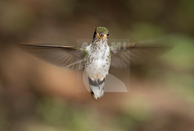 Front view of an Ecuadorian Piedtail (Phlogophilus hemileucurus) in flight in Moyobamba, Peru, South-America. stock-image by Agami/Steve Sánchez,