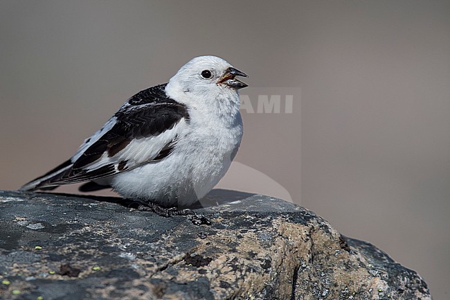 Snow Bunting (Plectrophenax nivalis) sitting on a rock in its breeding habitat in Norway. stock-image by Agami/Marcel Burkhardt,