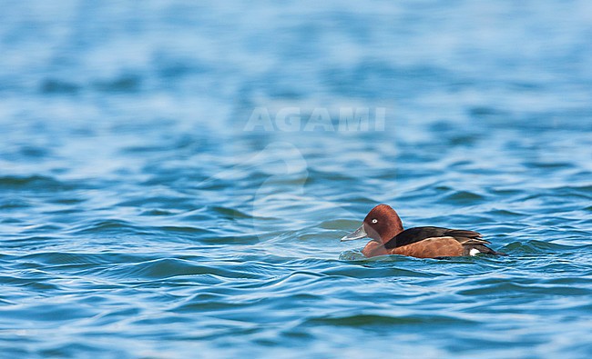 Ferruginous Duck, Witoogeend, Aythya nyroca, France, adult male stock-image by Agami/Ralph Martin,