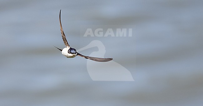 Common House Martin (Delichon urbicum) in flight stock-image by Agami/Roy de Haas,