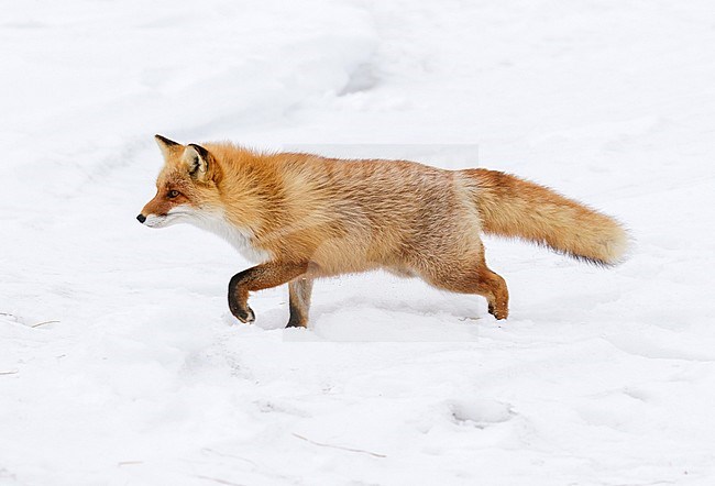 Red Fox (Vulpes vulpes) in the snow of Japan stock-image by Agami/Pete Morris,
