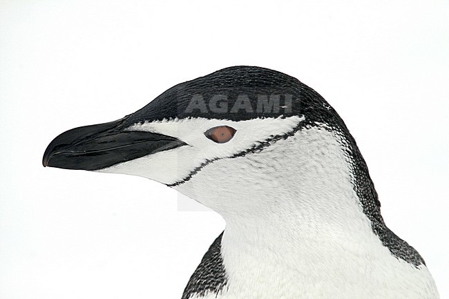 Chinstrap Penguin (Pygoscelis antarcticus) in Antarctica. stock-image by Agami/Pete Morris,