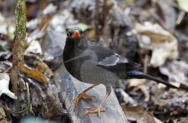 Female Grey-winged Blackbird (Turdus boulboul) perched on the ground in Doi Ang Kang, Thailand stock-image by Agami/Helge Sorensen,