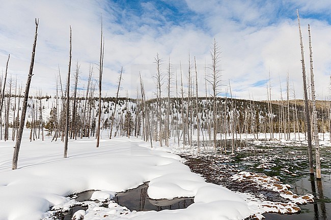 Dode bomen in besneeuwd Yellowstone Nationaal Park; Dead trees in snowy Yellowstone National Park stock-image by Agami/Caroline Piek,