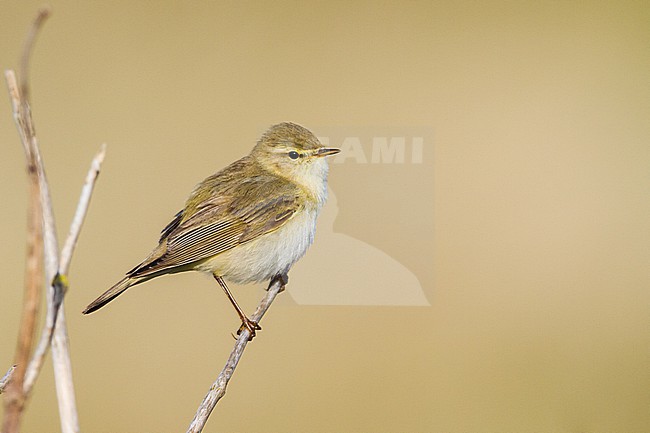 Fitis, Willow Warbler, Phylloscopus trochilus male singing during spring from singing post in territory stock-image by Agami/Menno van Duijn,