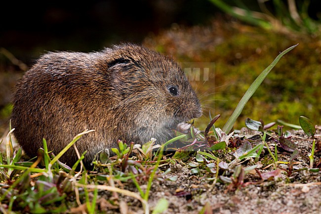 Aardmuis etend op de bosbodem; Field Vole eating on the forest floor stock-image by Agami/Theo Douma,