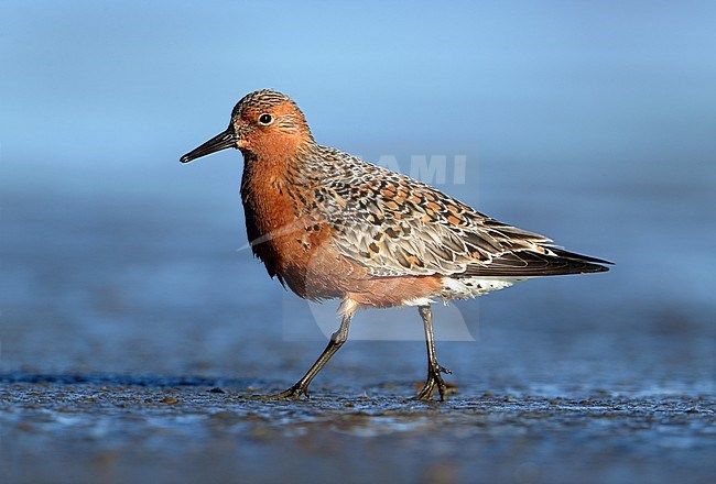 Red Knot (Calidris canutus) in summer plumage at Hyeres in France. stock-image by Agami/Aurélien Audevard,