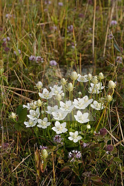 In Nederland groeit Parnassia vooral aan de kust; In the Netherlands Parnassia is found mainly along the coast stock-image by Agami/Arnold Meijer,