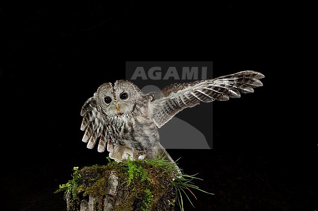 Adult Tawny Owl (Strix aluco) perched on a tree stump in the Aosta valley in northern Italy. Looking straight ahead. stock-image by Agami/Alain Ghignone,