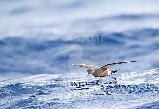 Madeiran Storm Petrel (Oceanodroma castro granti), also known as Band-rumped and Grant's Storm Petrel, flying over the ocean off Madeira in the Atlantic ocean. stock-image by Agami/Marc Guyt,