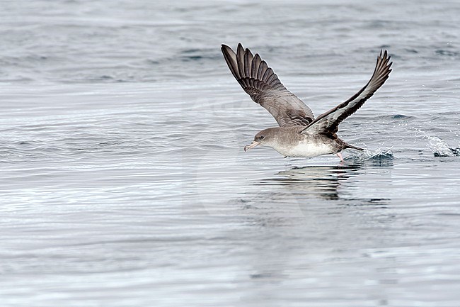 Pink-footed Shearwater (Ardenna creatopus) at sea off California, United States. stock-image by Agami/Marc Guyt,