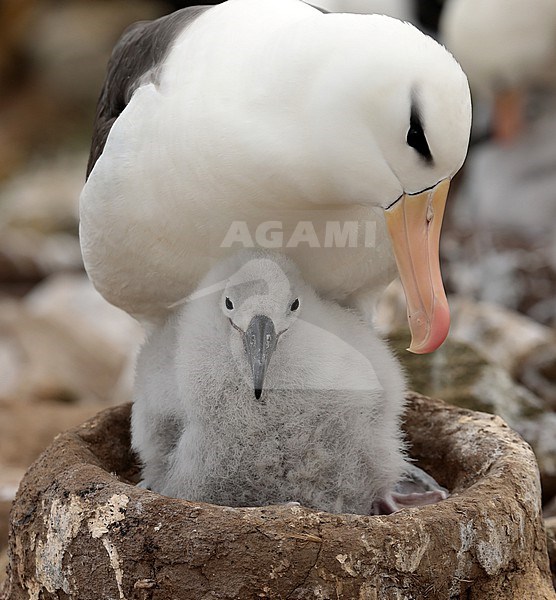 Wenkbrauwalbatrossen hebben een lange broedcyclus It takes quite some time to raise a young Black-browed Albatross stock-image by Agami/Jacques van der Neut,