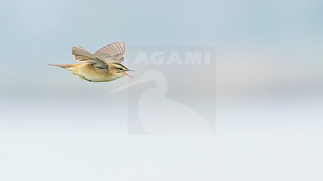 Sedge Warbler (Acrocephalus schoenobaenus) in flight, , performing courtship flight. stock-image by Agami/Lennart Verheuvel,
