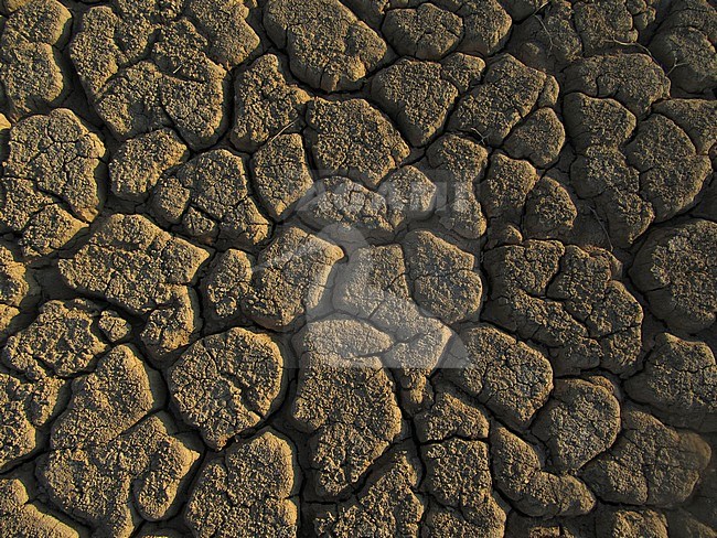 Dried out river bed (wadi) in Negev desert of Israel around the Dead Sea. Dark brown background. stock-image by Agami/Marc Guyt,