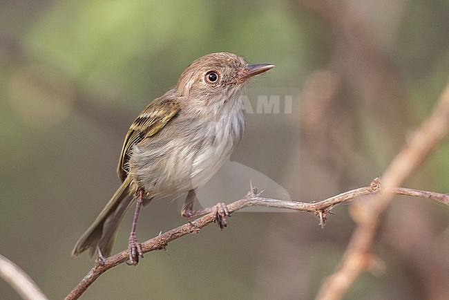Pearly-vented Tody-Tyrant (Hemitriccus margaritaceiventer impiger) at Los Flamencos Wildlife Sanctuary, Camarones, La Guajira, Colombia.  Note longer bill than very similar Pale-eyed Pygmy Tyrant. stock-image by Agami/Tom Friedel,