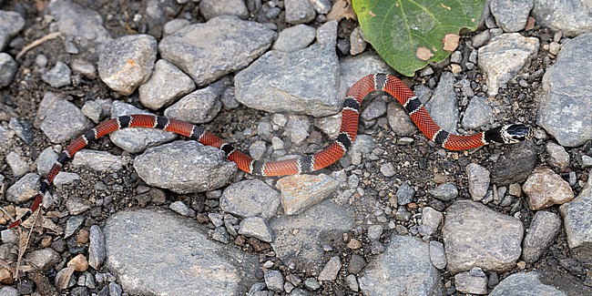 A venemous coral snake in the genus micrurus at Cocorna, Antioquia, Colombia.  Possibly Micrurus dumerilii. 