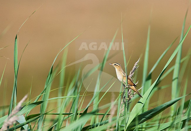 Waterrietzanger, Aquatic Warbler, Acrocephalus paludicola stock-image by Agami/Marc Guyt,