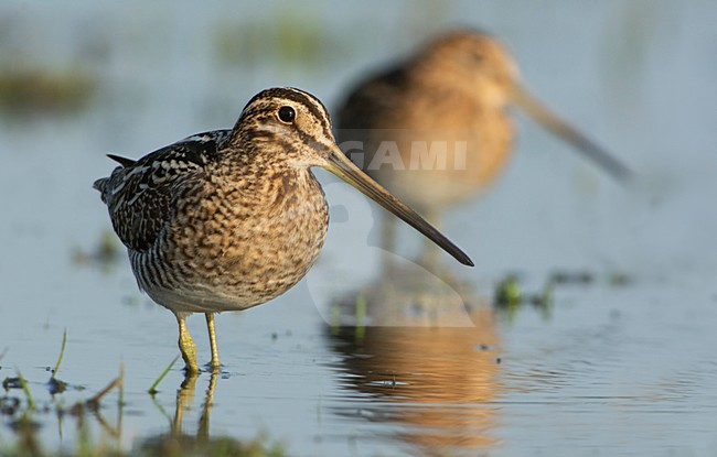 Watersnip, Common Snipe,Gallinago media stock-image by Agami/Hans Germeraad,