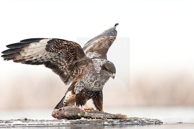 Buizerd etend van prooi; Buizerd eating from its prey in winter stock-image by Agami/Bence Mate,