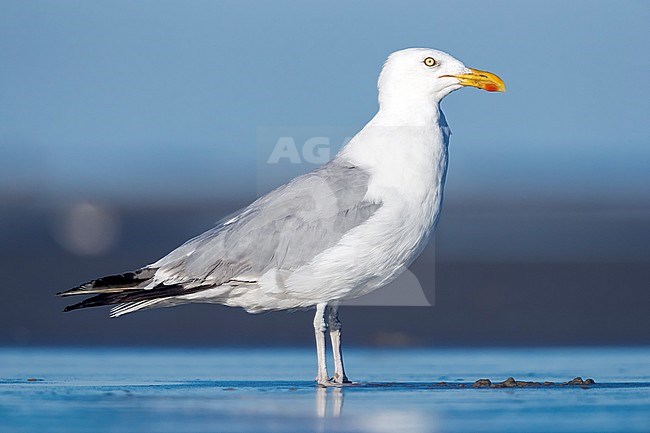 Adult moulting of American Herring Gull sitting on beach near Cape May, New Jersey, end of August 2016. stock-image by Agami/Vincent Legrand,
