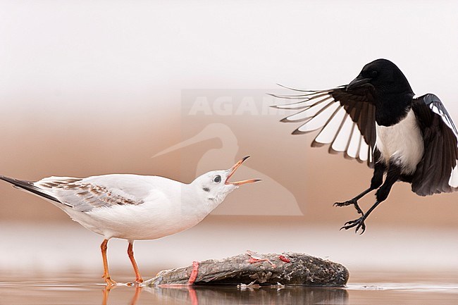 Common Black-headed Gull aggressive against a Common Magpie (Pica pica) stock-image by Agami/Bence Mate,