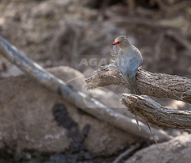 Red-faced Mousebird (Urocolius indicus) in South Africa. stock-image by Agami/Pete Morris,