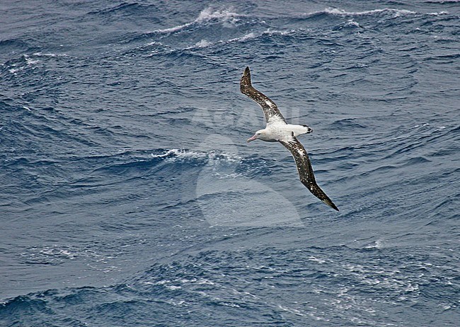 Gibsons Albatros vliegend boven de oceaan; Gibson's Albatross (Diomedea gibsoni) flying above the ocean stock-image by Agami/Pete Morris,