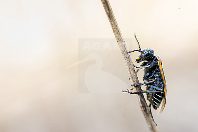 Sciapteryx costalis, Germany (Baden-Württemberg), imago stock-image by Agami/Ralph Martin,