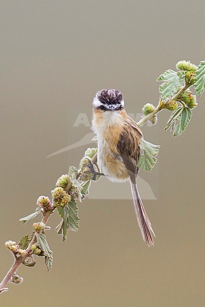Puntstaarttiran, Sharp-tailed Grass-Tyrant stock-image by Agami/Dubi Shapiro,