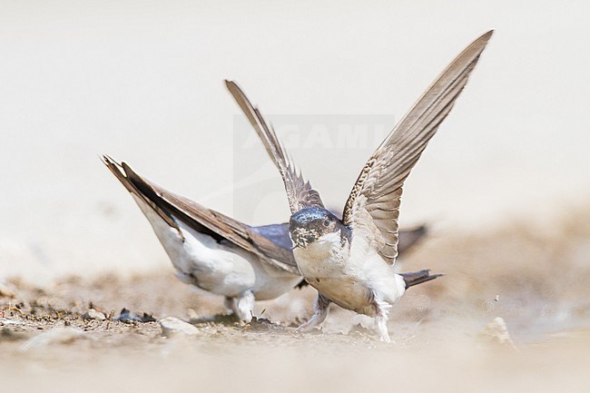 Huiszwaluw, Common House Martin, Delichon urbicum flock gathering mud for their nests stock-image by Agami/Menno van Duijn,