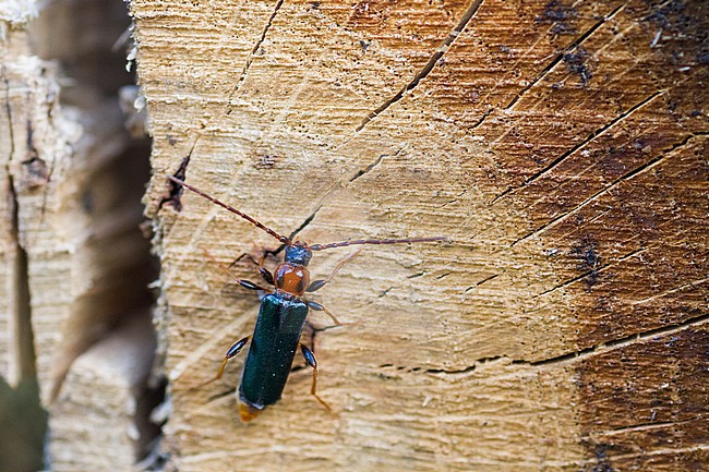 Phymatodes testaceus - Tanbark Borer - Veränderlicher Scheibenbock, Germany (Baden-Württemberg), imago, pale morph stock-image by Agami/Ralph Martin,