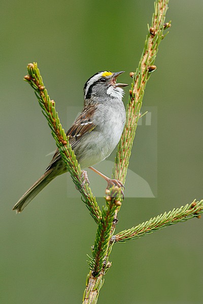 Adult breeding
Somerset Co., ME
June 2006 stock-image by Agami/Brian E Small,