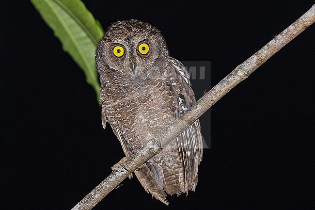 Biak Scops Owl (Otus beccarii) in West Papua, Indonesia. stock-image by Agami/Pete Morris,