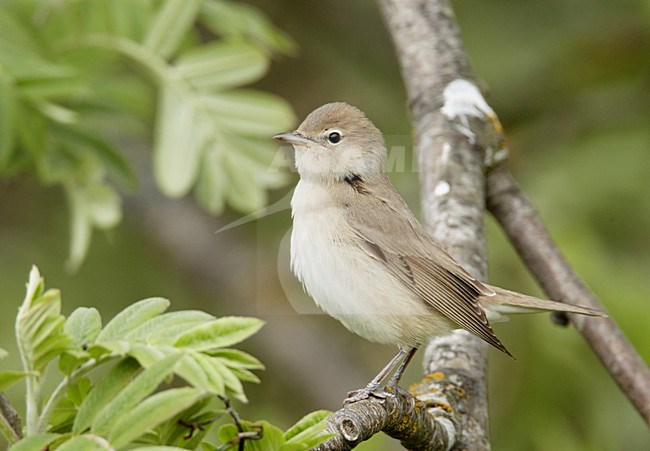 Garden Warbler perched on a branch stock-image by Agami/Markus Varesvuo,