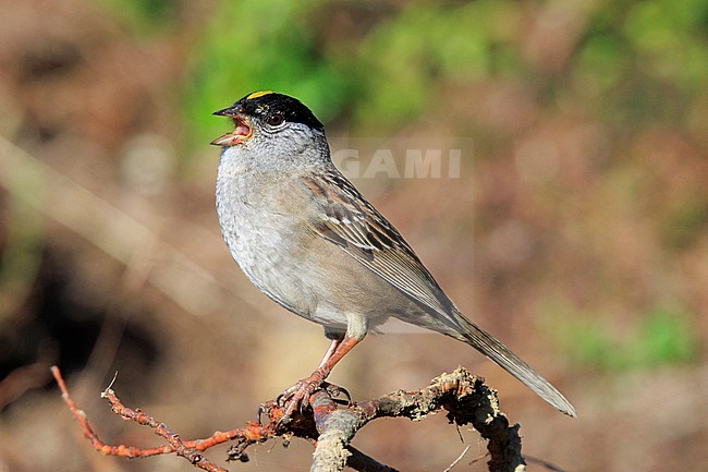 Golden-crowned Sparrow (Zonotrichia atricapilla) taken the 10/06/2022 at Nome - Alaska. stock-image by Agami/Nicolas Bastide,