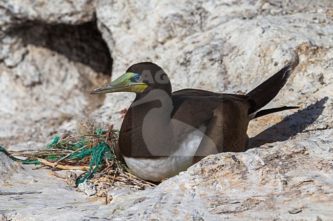 Bruine Gent op rots, Brown Booby on rock stock-image by Agami/Daniele Occhiato,