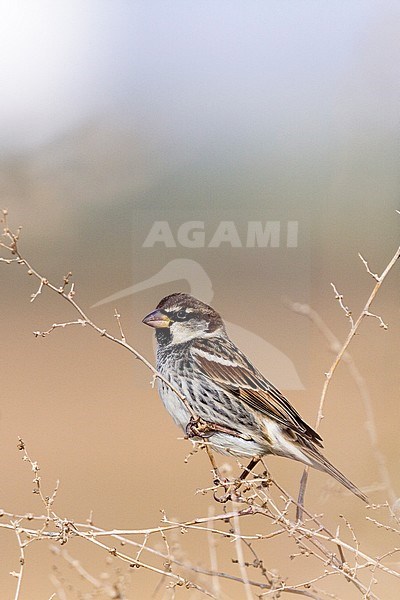 Spanish Sparrow, Spaanse Mus; Passer hispaniolensis stock-image by Agami/Yoav Perlman,