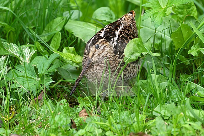 A Great Snipe giving rare close-up views in lush green grass along a ditch on the island of Texel stock-image by Agami/Jacob Garvelink,