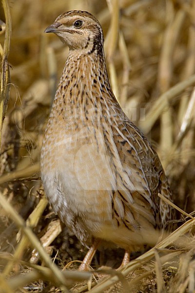 Common Quail; Kwartel stock-image by Agami/Daniele Occhiato,