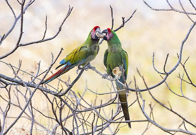 Military Macaw (Ara militaris) in Mexico. stock-image by Agami/Pete Morris,